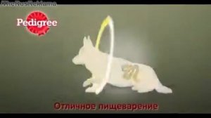 Аdvertising  Реклама Педигри    У Манюни проблемы с пищеварением