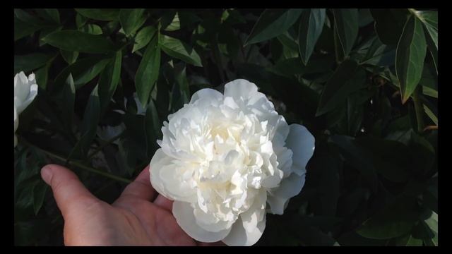 ПИОНЫ ДЛЯ НАЧИНАЮЩИХ смотреть онлайн