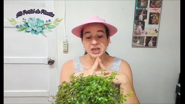Lagrima de bebé o Pilea Depressa смотреть онлайн
