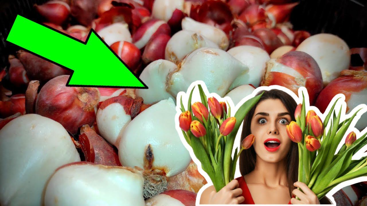 ДЕРЕВЕНСКИЙ БИЗНЕС НА ЦВЕТАХ || ПРИШЛИ ТЮЛЬПАНЫ #14 смотреть онлайн