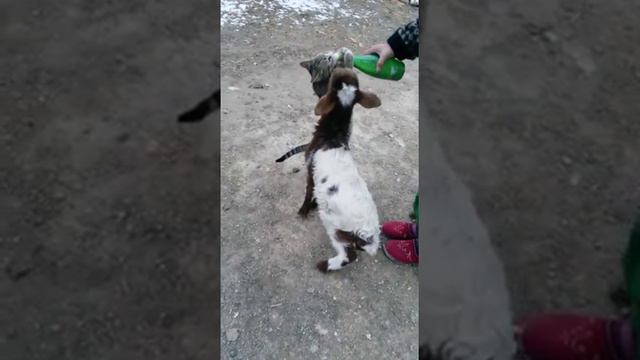 Дерутся за молоко))))) смотреть онлайн