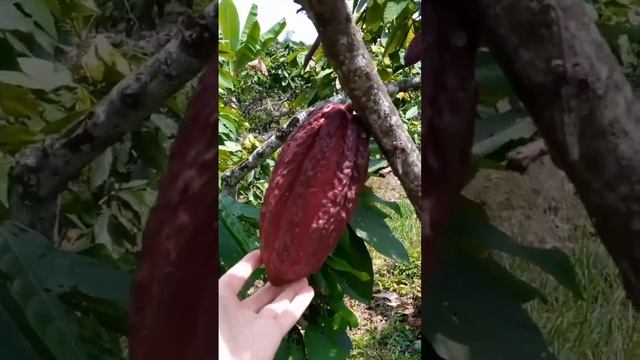 Шоколадное дерева, Эквадор. смотреть онлайн