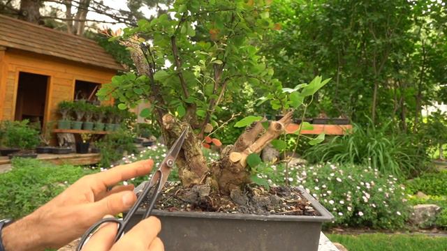Ash Leaf Spirea & Barberry: Dave's Bonsai E218 смотреть онлайн