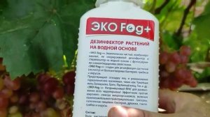 Виноград Подарок Никополю селекция Писанки Олега на 07.08.21