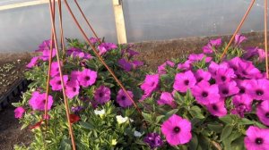 Как я выращивала огромные кашпо. ВИСТА, четыре расцветки.