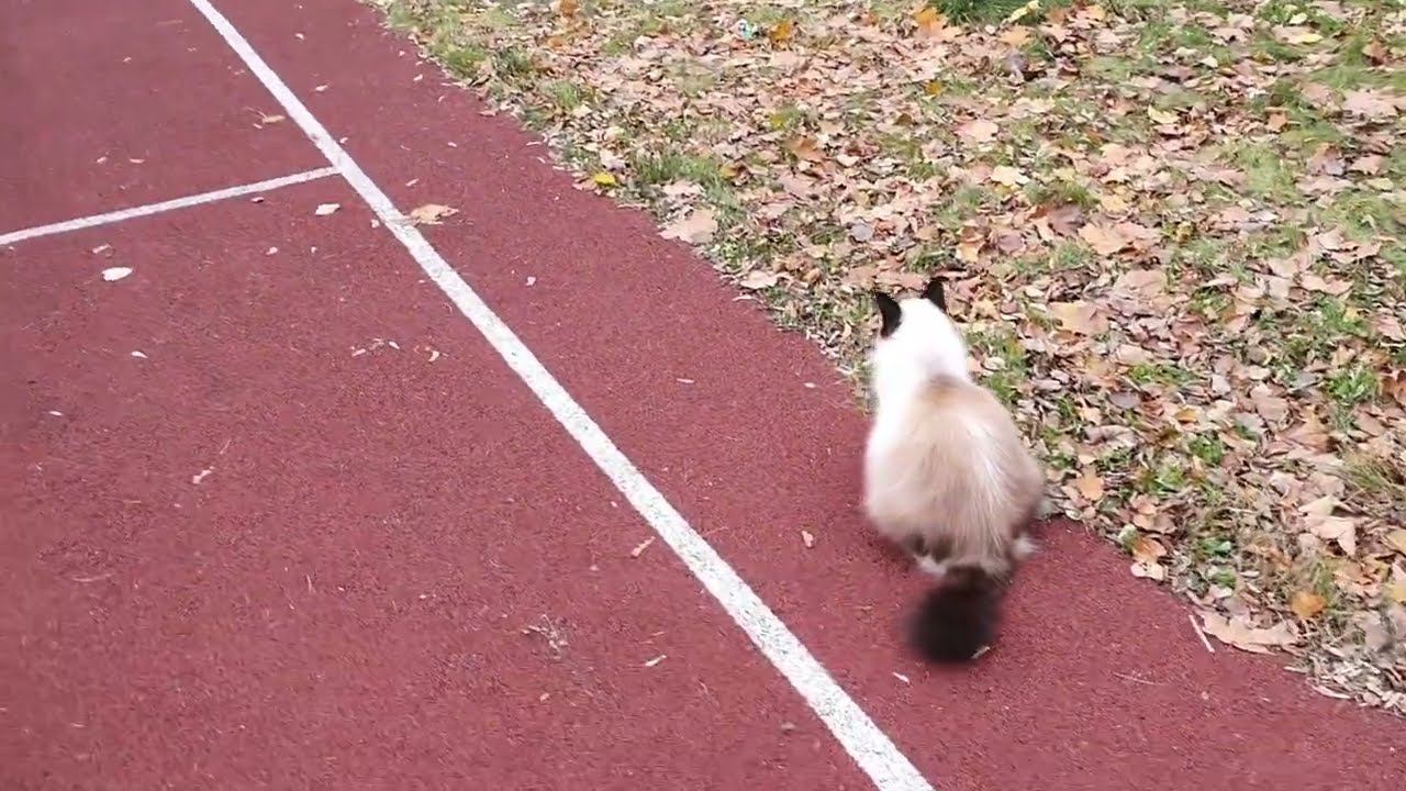 Кошка Моника| Моника супер стар | Невская Маскарадная| Monica Cat