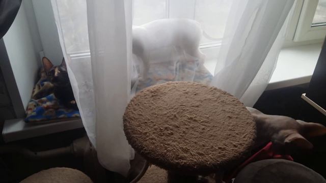 Кошки Корниш Рекс смотреть онлайн