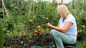 ЛЕНИНГРАДСКИЙ ГИГАНТ! Обзор сортов ТОМАТОВ! Советы от ЗЕЛЕНОГО ОГОРОДА!