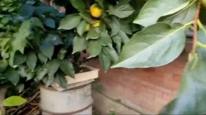 хурма. посадите морозостойкие сорта. королек. часть 2.