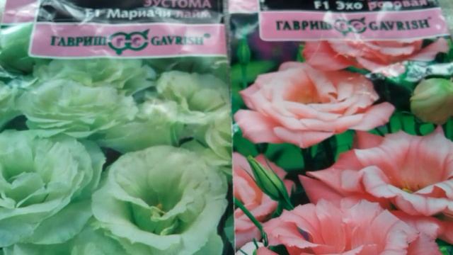 ЭУСТОМА выращивание из семян 2 смотреть онлайн