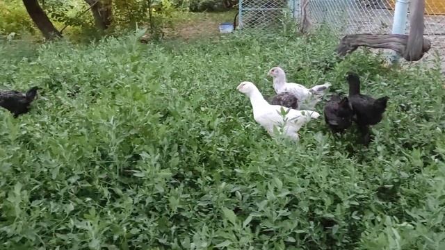 Гергебильская Порода Кур !!! смотреть онлайн