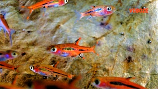 Расбора Бригитта содержание в аквариуме, совместимость, разведение и чем кормить смотреть онлайн