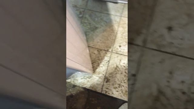 Стиральная машина Ariston RSM601W смотреть онлайн