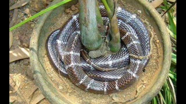Sleeping Snake In Flowers Tob