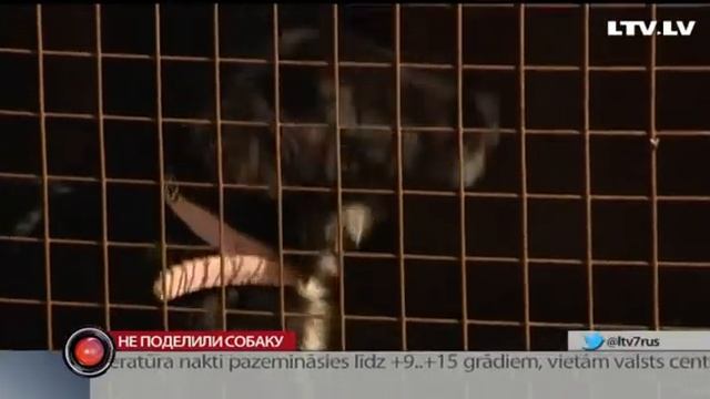Не поделили собаку смотреть онлайн