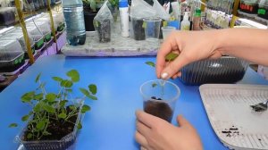 ???РАССАДА ШТОК РОЗЫ БЫСТРО И ПРОСТО! Выращивание из семян в домашних условиях