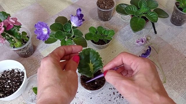 Детки Фиалок. Важные моменты выращивания. смотреть онлайн