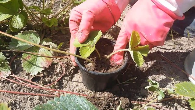 Размножение КЛУБНИКИ усами/ укоренение смотреть онлайн