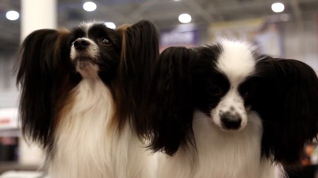 Top 10 TOY DOG BREEDS ? Miniature & Dog Sizes смотреть онлайн