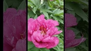 Высаживаем пионы! Выбираем место и готовим почву.