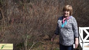 Первоцветы в Саду ? Многолетние Цветы ? В гостях у Ботанического Сада