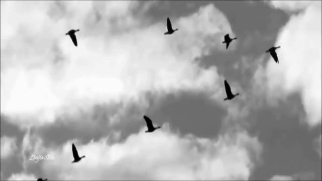 Chris Rea - Se Sequi - LinijaStila 2018 смотреть онлайн