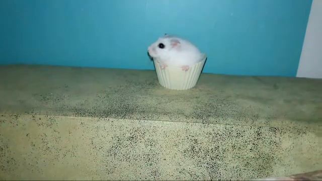 Мои животные повторяют фото блогеров!-Элина и животные смотреть онлайн