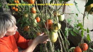 Обзор томата Гусиное яйцо.