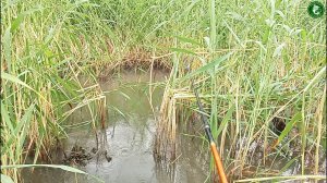 КАРП НА НЕМЕЦКОМ ОЗЕРЕ! РЫБАЛКА С НОЧЕВКОЙ, ЛОВИМ КАРПА В  КАМЫШАХ НА ЛЕТНЮЮ УДОЧКУ НА КУКУРУЗУ!