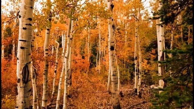 Ты мне близок словно берег к морю смотреть онлайн
