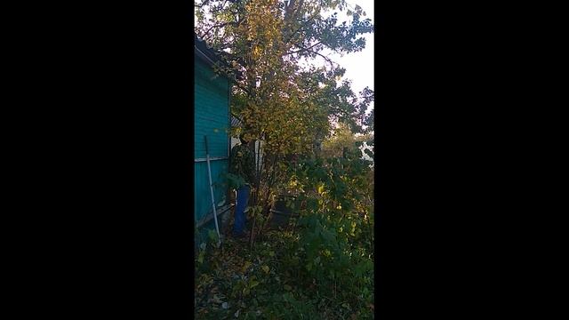 Как спилить дерево в нужном направлении Спил и валка большого дерева Спил деревьев смотреть онлайн