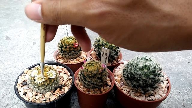 ? ผสมเกสรแคคตัส mammillaria schiedeana แมมขนนกเหลือง смотреть онлайн