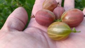 Супер сорт крыжовника Галатея обзор