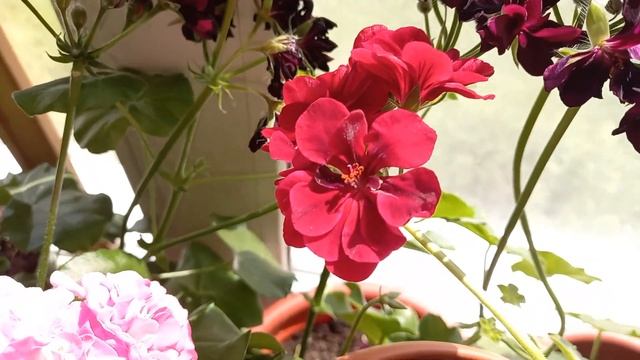3 ЧЕРНЫЕ ПЕЛАРГОНИИ: Royal Black Rose, Plum Desert и Tomcat смотреть онлайн