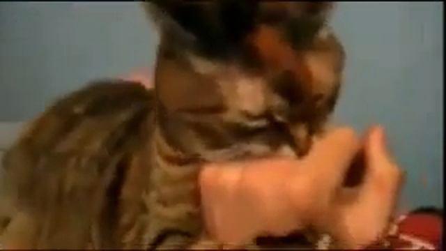 Кот ругается смотреть онлайн