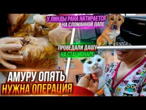 Линду отвозим в врачу. Показали кошку Дашу Амура опять надо оперировать ♀️ У Бельчика счастье
