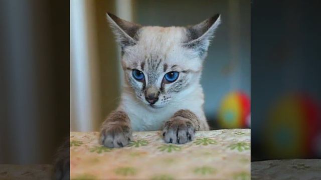 Без кота жизни нет!!! смотреть онлайн