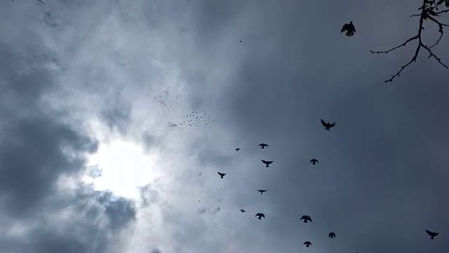 НИКОЛАЕВСКИЕ ГОЛУБИ ФИСУНОВ А. А. смотреть онлайн