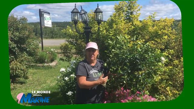 Comment préparer vos plantes tropicales pour l'hiver - YouTube - Marthe Laverdière смотреть онлайн
