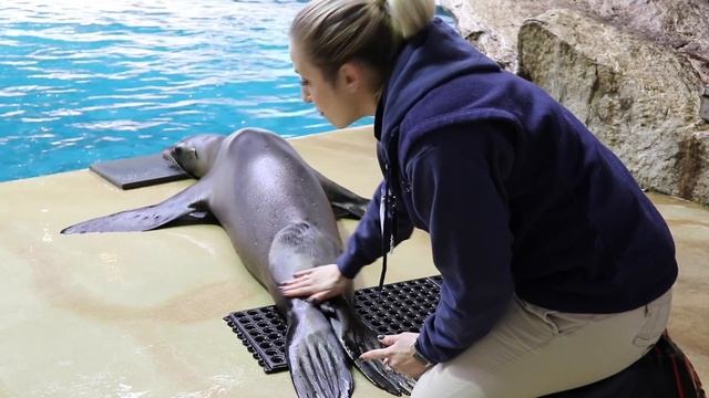 A Day In The Life Of A Sea Lion Trainer смотреть онлайн