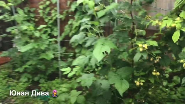 704:Женский клуб. Дача июнь. Обзор, собачки, простая Кулинария. смотреть онлайн