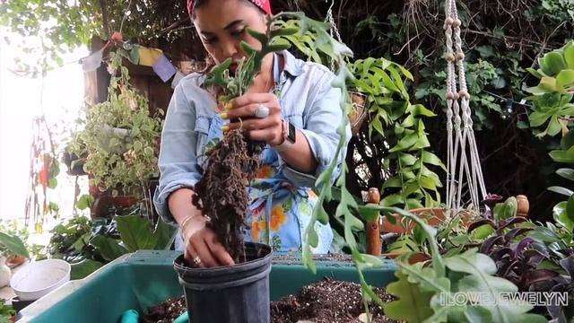 Planting with Jewelyn: Epiphyllum Anguliger collective | May 2019 | ILOVEJEWELYN смотреть онлайн