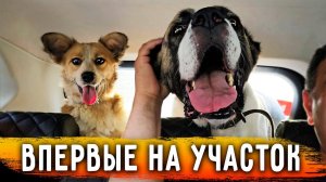 С 4 утра на Участок - Работать. Взяли с собой Нукера, он чуть не убежал. Пришел сосед. Взяли 4 собак