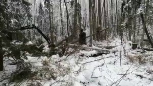 Выборочная лесозаготовка на лесовозном тракторном прицепе АРМАДА трактор МТЗ 1221 (Отзыв. 6 лет).mp4