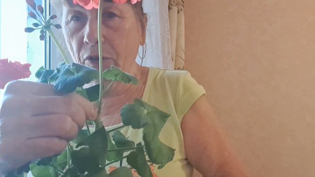 А ЗНАЕТЕ КАК РАЗМНОЖАТЬ КАЛАЧИКИ ГЕРАНЬ смотреть онлайн