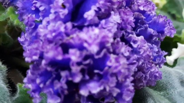 Фиалки! Цветение моих растений с названиями сортов. смотреть онлайн