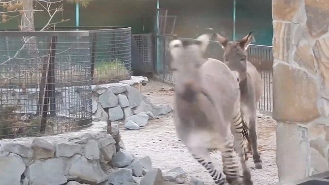 Забавные ослики! смотреть онлайн