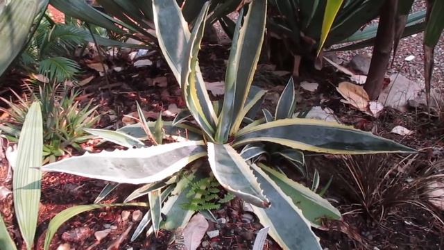 Agave americana with offsets / Canada смотреть онлайн