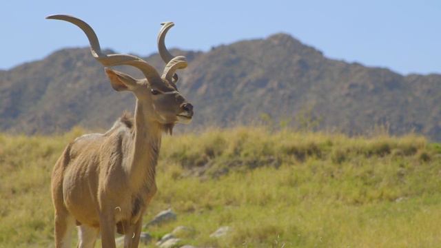 The Living Desert Zoo and Gardens смотреть онлайн