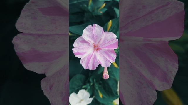 Мирабилис. Природный микс цветов. смотреть онлайн